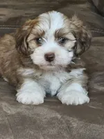 marco, a male Shorkie for sale in Edwardsville, IL – 1 of 3