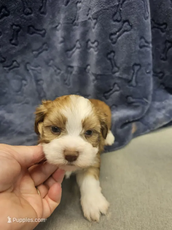 marco – Shorkie puppy for sale in Edwardsville, IL