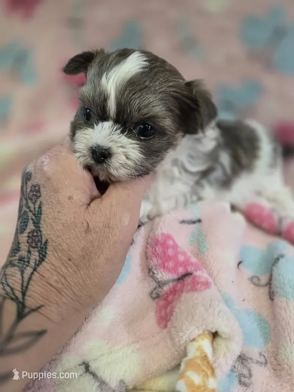 nina – Shih Tzu, Yorkshire Terrier puppy for sale in Edwardsville, IL