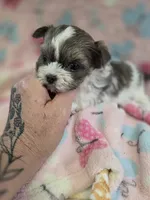 nina, a female Shih Tzu and Yorkshire Terrier for sale in Edwardsville, IL – 1 of 1
