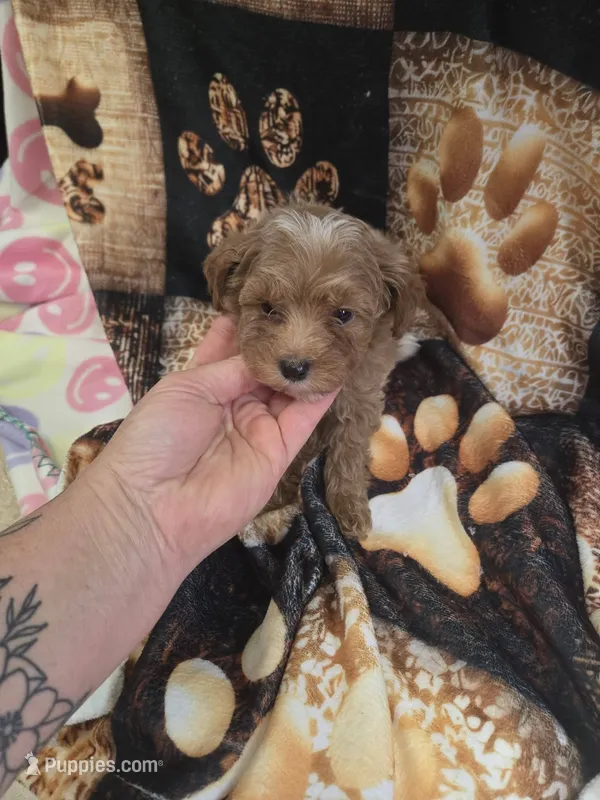 ridley – Yorkipoo puppy for sale in Edwardsville, IL