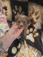 ridley, a male Yorkipoo for sale in Edwardsville, IL – 1 of 3