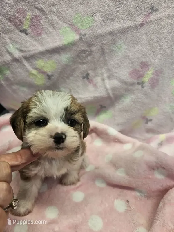 margie – Yorkshire Terrier, Shorkie puppy for sale in Edwardsville, IL