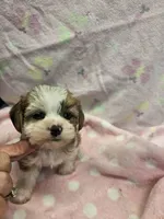 margie, a female Yorkshire Terrier and Shorkie for sale in Edwardsville, IL – 2 of 3