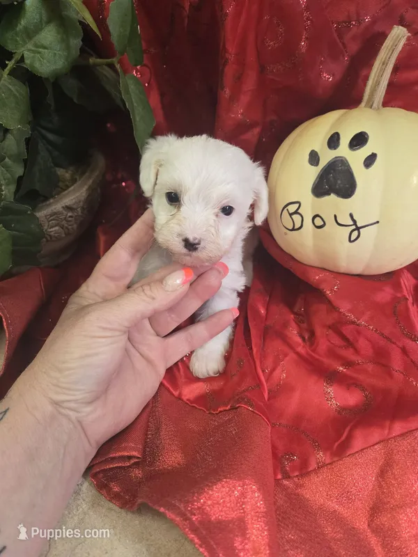loki – Yorkipoo puppy for sale in Edwardsville, IL