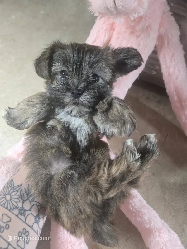 kora – Shih Tzu, Shorkie puppy for sale in Edwardsville, IL