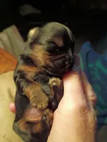 howie, a male Yorkshire Terrier and Brussels Griffon for sale in Edwardsville, IL – 2 of 3