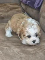margie, a female Yorkshire Terrier and Shorkie for sale in Edwardsville, IL – 1 of 3