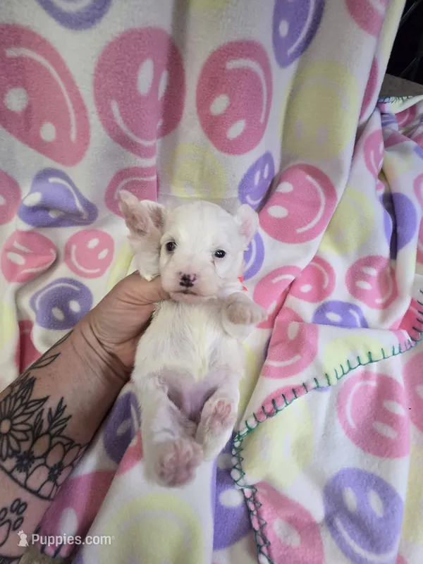 layne – Yorkipoo puppy for sale in Edwardsville, IL