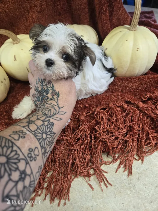 nikki – Shih Tzu, Yorkshire Terrier puppy for sale in Edwardsville, IL