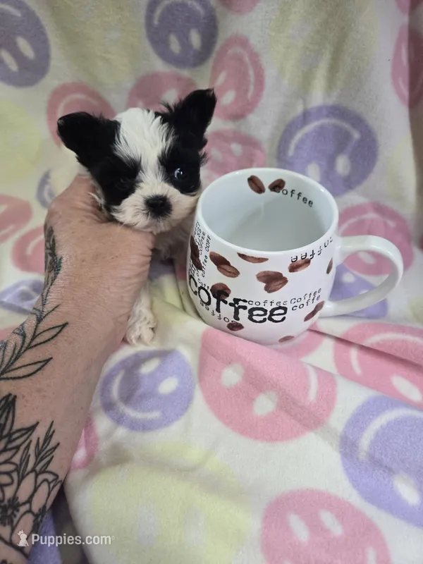 nova – Shih Tzu, Yorkshire Terrier puppy for sale in Edwardsville, IL