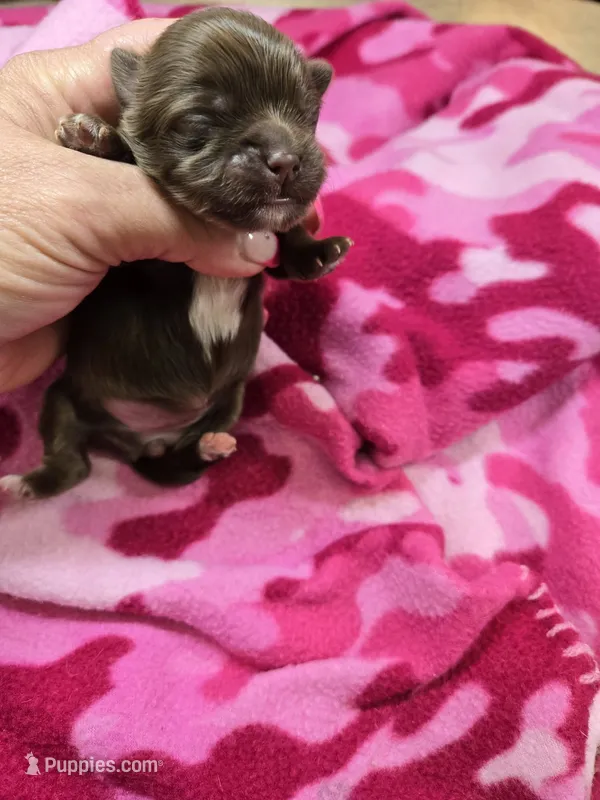 maddie – Shih Tzu, Shorkie puppy for sale in Edwardsville, IL