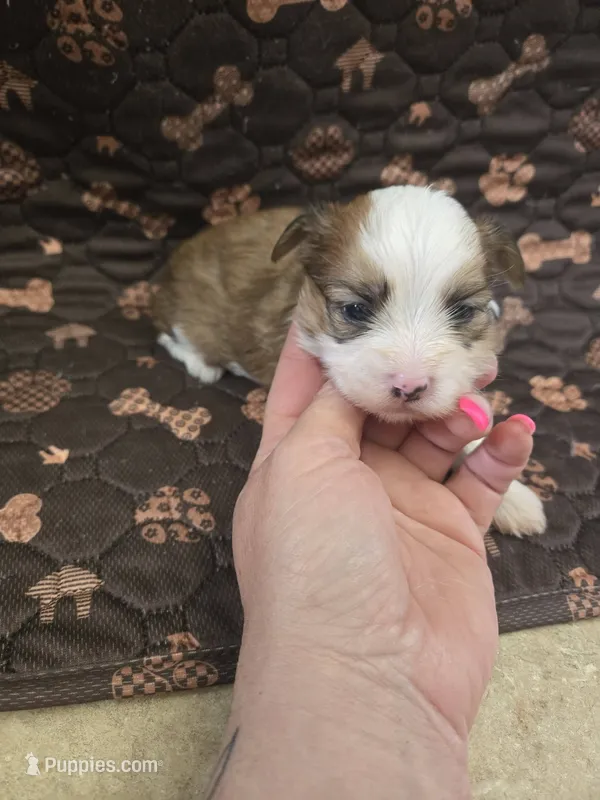 munchie – Shorkie puppy for sale in Edwardsville, IL