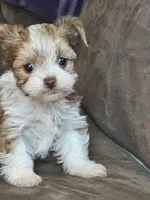 myra, a female Yorkshire Terrier and Shorkie for sale in Edwardsville, IL – 1 of 3