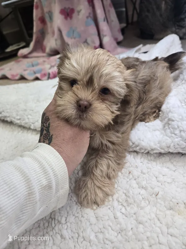 porkchop – Shorkie puppy for sale in Edwardsville, IL