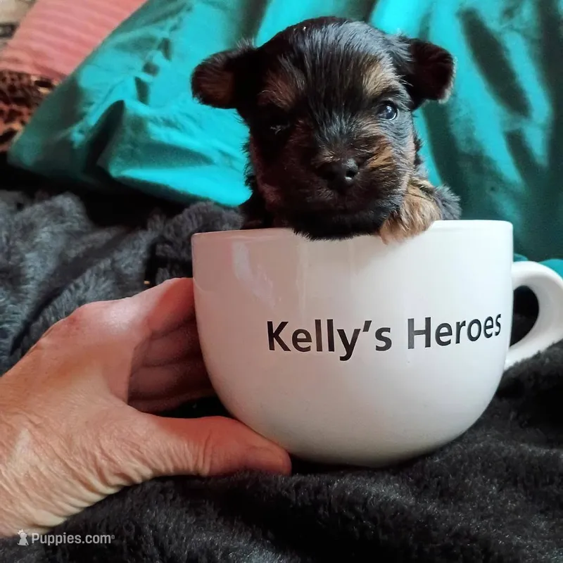 howie – Yorkshire Terrier, Brussels Griffon puppy for sale in Edwardsville, IL