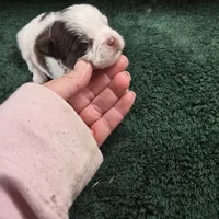 pluto, a male Shorkie for sale in Edwardsville, IL – Photo 4 of 4