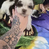 pluto, a male Shorkie for sale in Edwardsville, IL – Photo 1 of 4