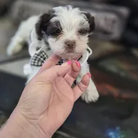 pluto, a male Shorkie for sale in Edwardsville, IL – Photo 2 of 4