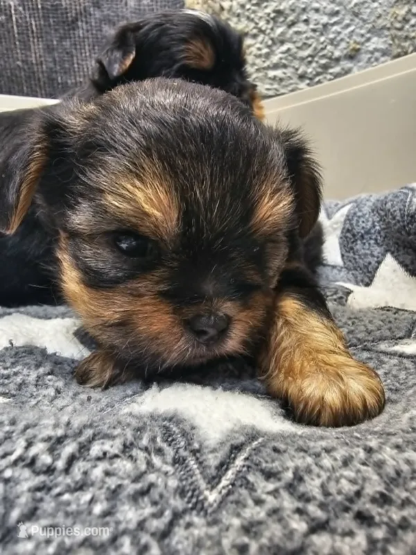 callie – Shih Tzu, Shorkie puppy for sale in Edwardsville, IL