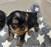 charlie, a male Shih Tzu and Shorkie for sale in Edwardsville, IL – 2 of 2