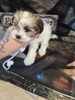 brookie, a female Shihpoo for sale in Edwardsville, IL – Photo 2 of 4