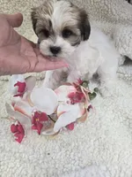 brookie, a female Shihpoo for sale in Edwardsville, IL – Photo 1 of 4