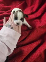 brookie, a female Shihpoo for sale in Edwardsville, IL – Photo 4 of 4