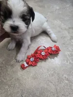 brookie, a female Shihpoo for sale in Edwardsville, IL – Photo 3 of 4