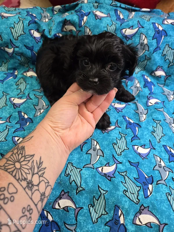 ranger – Yorkipoo puppy for sale in Edwardsville, IL