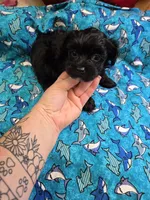 ranger, a male Yorkipoo for sale in Edwardsville, IL – 1 of 1