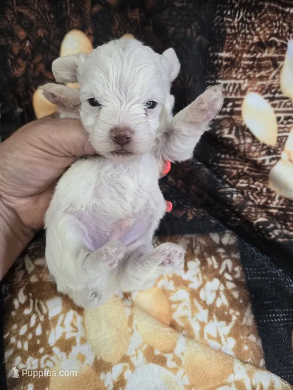 leo – Yorkipoo puppy for sale in Edwardsville, IL