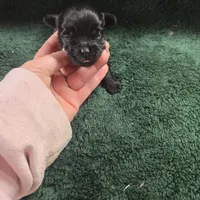 poncho, a male Shorkie for sale in Edwardsville, IL – Photo 4 of 4