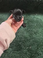 poncho, a male Shorkie for sale in Edwardsville, IL – Photo 4 of 4