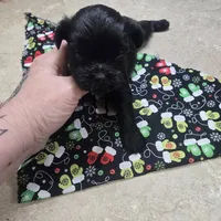 poncho, a male Shorkie for sale in Edwardsville, IL – Photo 3 of 4