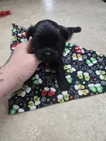 poncho, a male Shorkie for sale in Edwardsville, IL – Photo 3 of 4