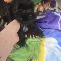 poncho, a male Shorkie for sale in Edwardsville, IL – Photo 1 of 4