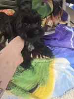 poncho, a male Shorkie for sale in Edwardsville, IL – Photo 1 of 4