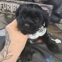 poncho, a male Shorkie for sale in Edwardsville, IL – Photo 2 of 4