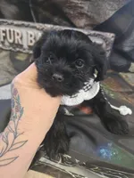 poncho, a male Shorkie for sale in Edwardsville, IL – Photo 2 of 4