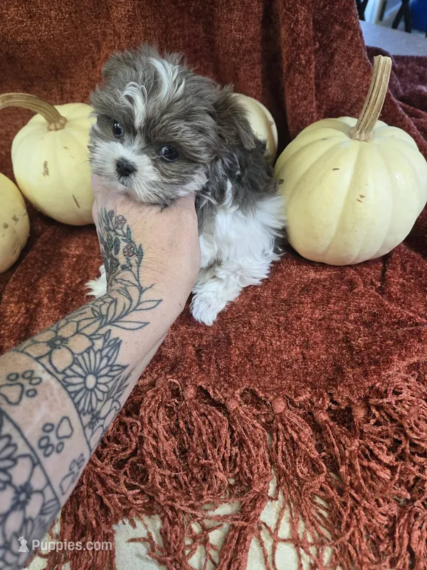 nina – Shih Tzu, Yorkshire Terrier puppy for sale in Edwardsville, IL