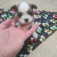 pikachu, a male Shorkie for sale in Edwardsville, IL – Photo 3 of 4