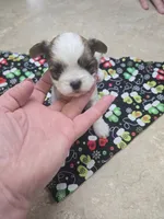 pikachu, a male Shorkie for sale in Edwardsville, IL – Photo 3 of 4