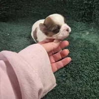 pikachu, a male Shorkie for sale in Edwardsville, IL – Photo 4 of 4