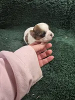 pikachu, a male Shorkie for sale in Edwardsville, IL – Photo 4 of 4