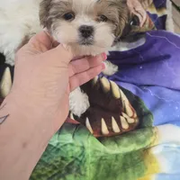 pikachu, a male Shorkie for sale in Edwardsville, IL – Photo 1 of 4