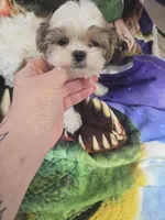 pikachu, a male Shorkie for sale in Edwardsville, IL – Photo 1 of 4