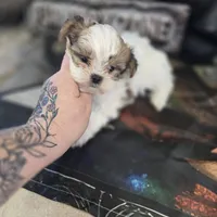 pikachu, a male Shorkie for sale in Edwardsville, IL – Photo 2 of 4