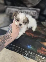 pikachu, a male Shorkie for sale in Edwardsville, IL – Photo 2 of 4