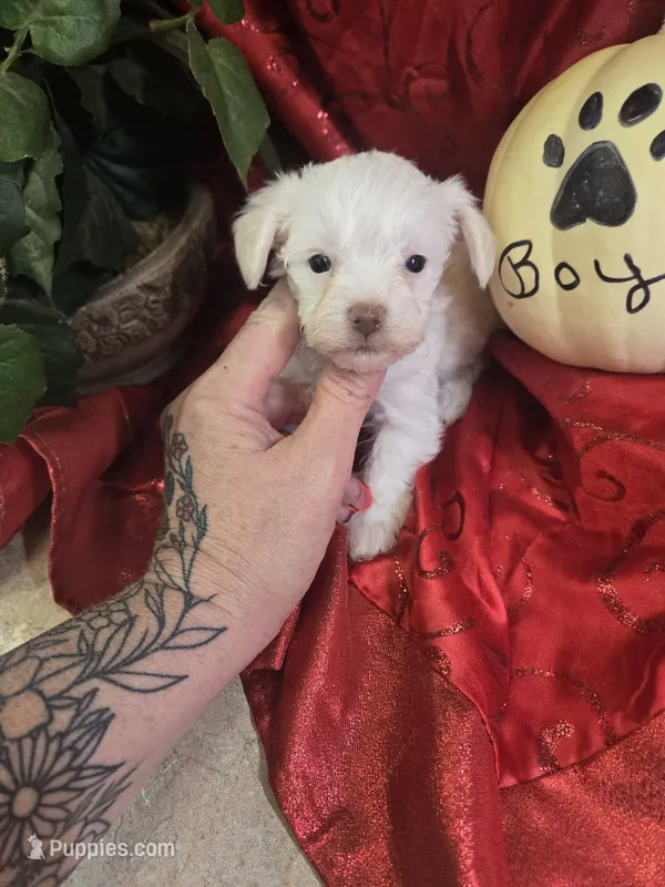 leo – Yorkipoo puppy for sale in Edwardsville, IL